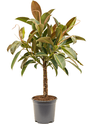 Ficus elastica 'Melany'