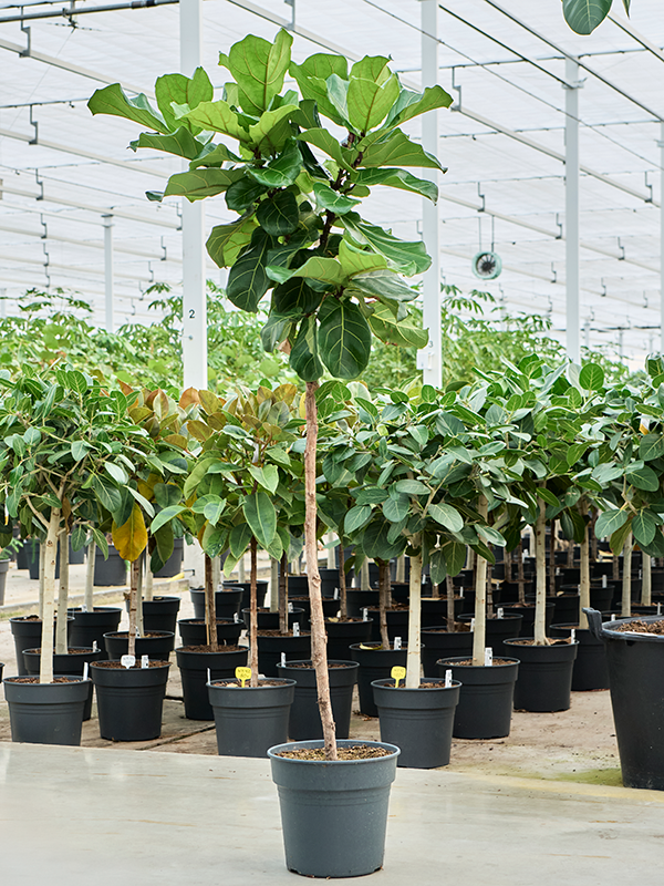
                  
                    Ficus Lyrata
                  
                