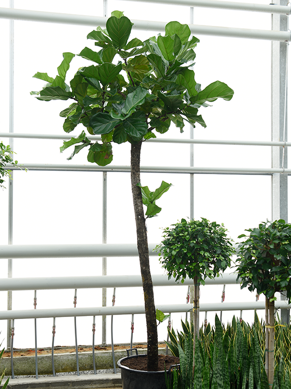 
                  
                    Ficus Lyrata
                  
                