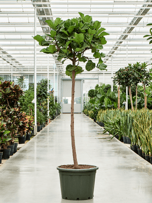 
                  
                    Ficus Lyrata
                  
                