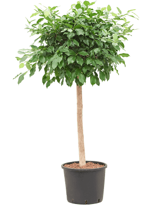 
                  
                    Ficus microcarpa 'Nitida'
                  
                
