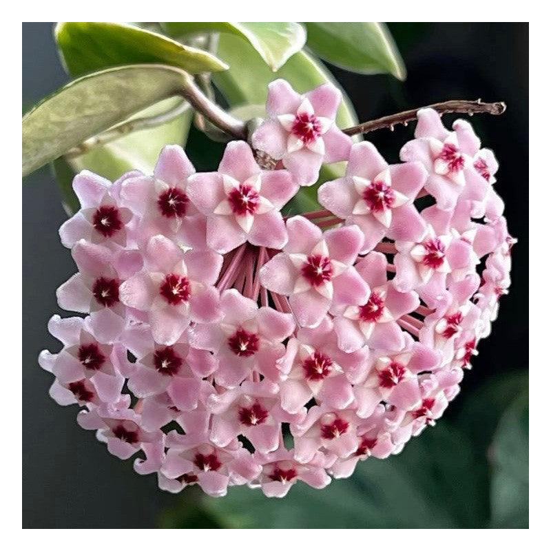 
                  
                    Hoya carnosa Krimson Queen
                  
                