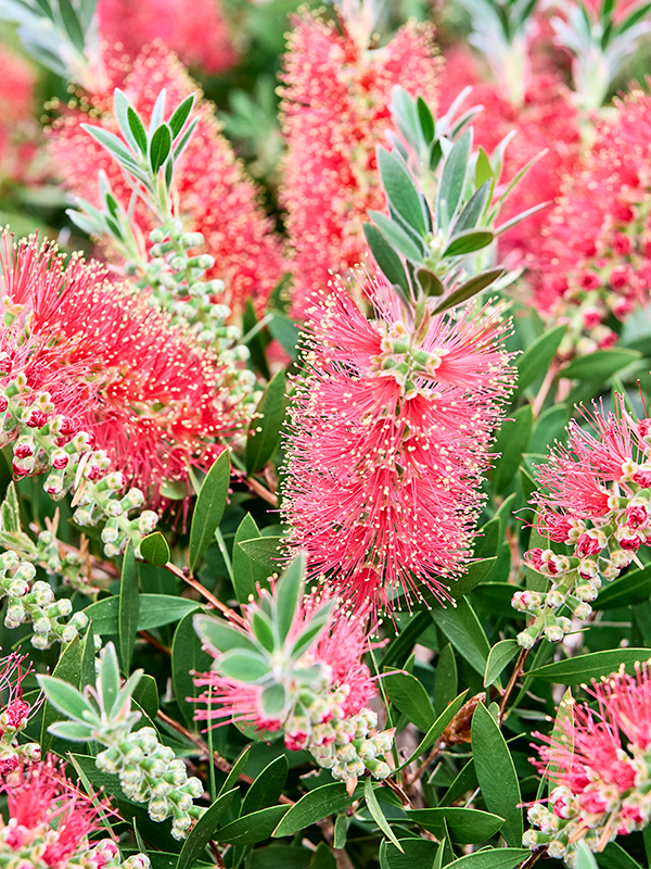 
                  
                    Callistemon citrinus Splendens
                  
                