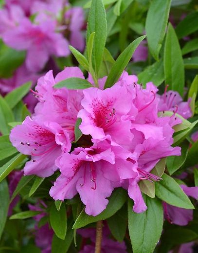 
                  
                    Azalea japonica 'Purple Splendor'
                  
                