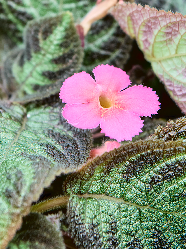 
                  
                    Episcia cupreata
                  
                