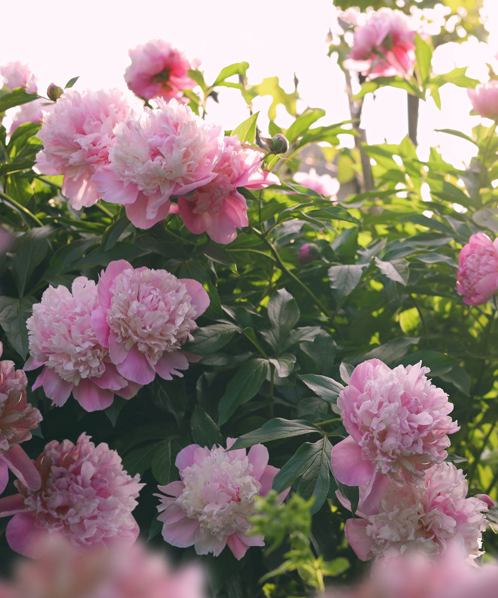 
                  
                    Pivoine arbustive paeonia arborea
                  
                