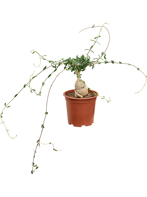 
                  
                    Fockea edulis
                  
                