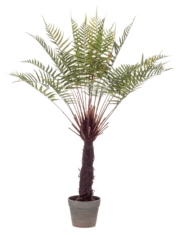 
                  
                    Fougére arborencente Dicksonia Artificiel
                  
                