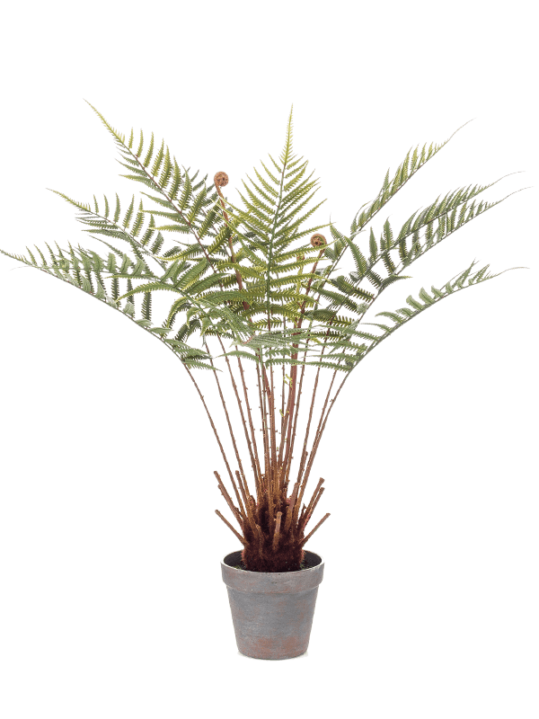 
                  
                    Fougére arborencente Dicksonia Artificiel
                  
                