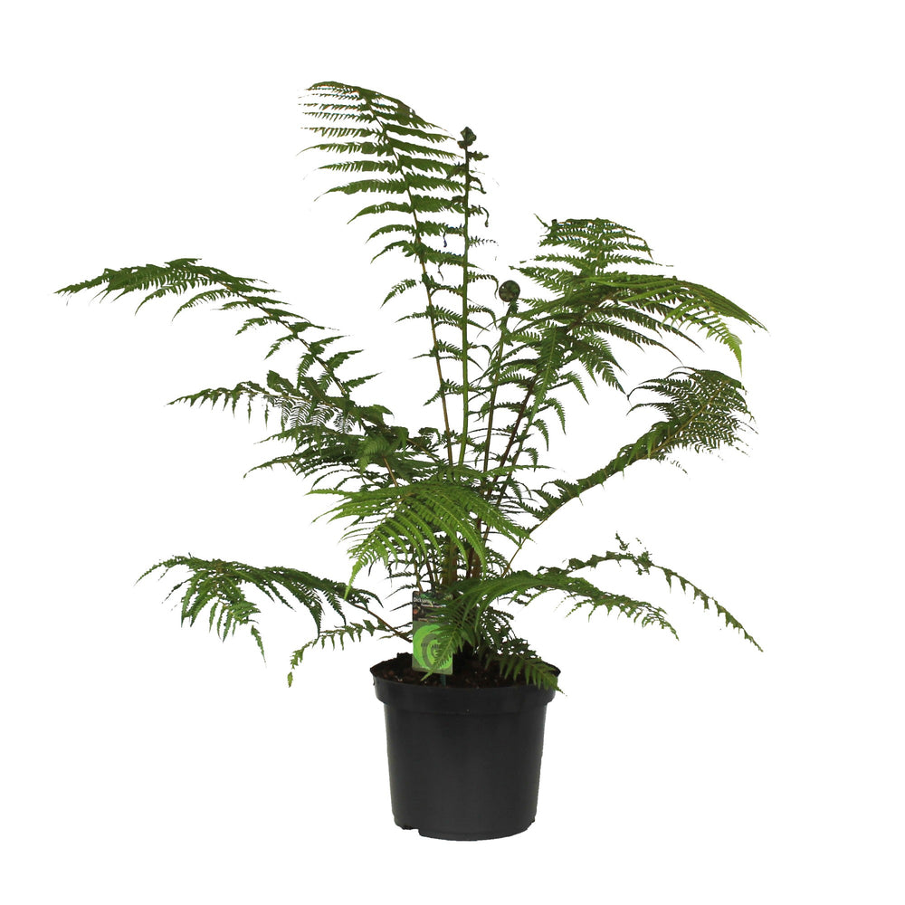 
                  
                    Dicksonia antarctica
                  
                