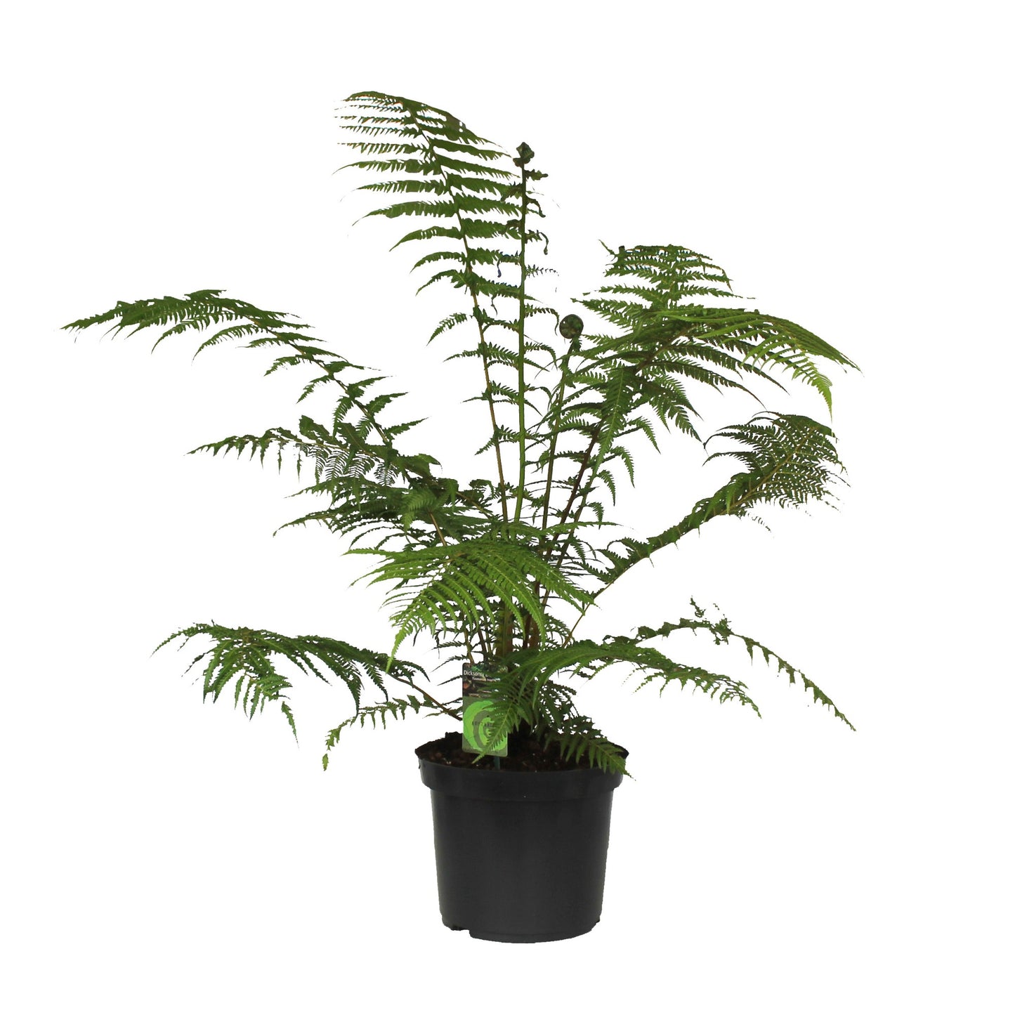 
                  
                    Dicksonia antarctica
                  
                