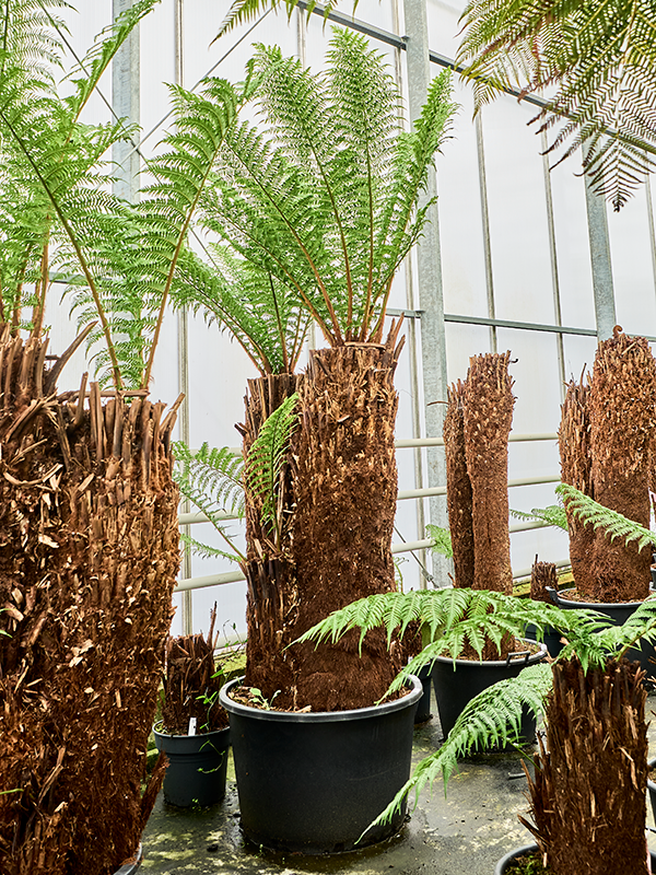 
                  
                    Dicksonia antarctica
                  
                