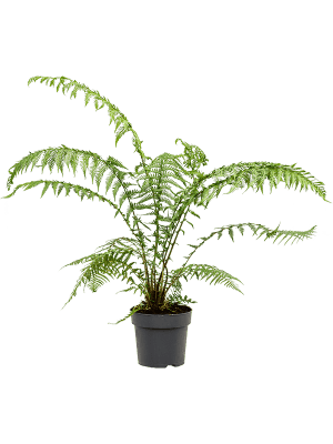 
                  
                    Dicksonia antarctica
                  
                