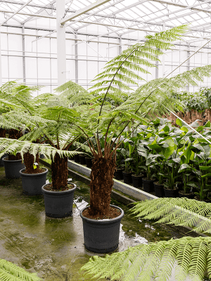
                  
                    Dicksonia antarctica
                  
                