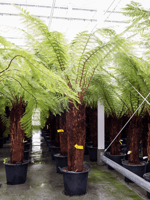
                  
                    Dicksonia antarctica
                  
                