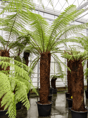 
                  
                    Dicksonia antarctica
                  
                