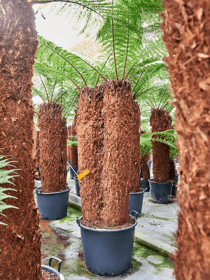 
                  
                    Dicksonia antarctica
                  
                