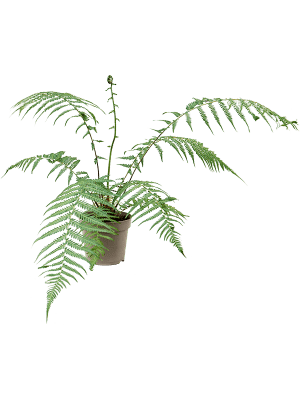 
                  
                    Dicksonia antarctica
                  
                