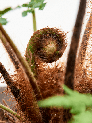 
                  
                    Dicksonia antarctica
                  
                