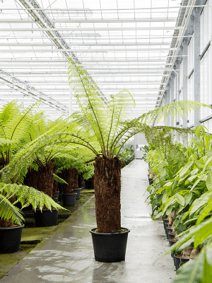 
                  
                    Dicksonia antarctica
                  
                