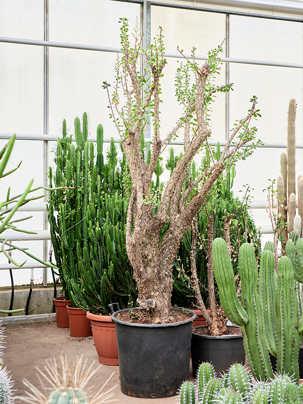 
                  
                    Ocotillo Fouquieria splendens
                  
                