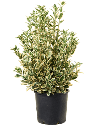 Fusain du japon Euonymus 'Bravo'