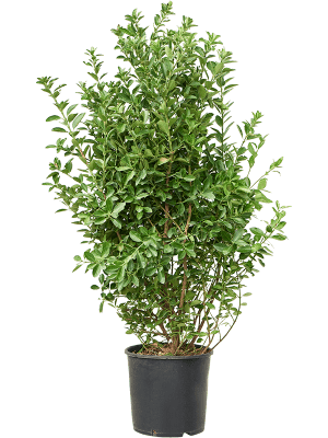 Fusain du japon Euonymus japonicus