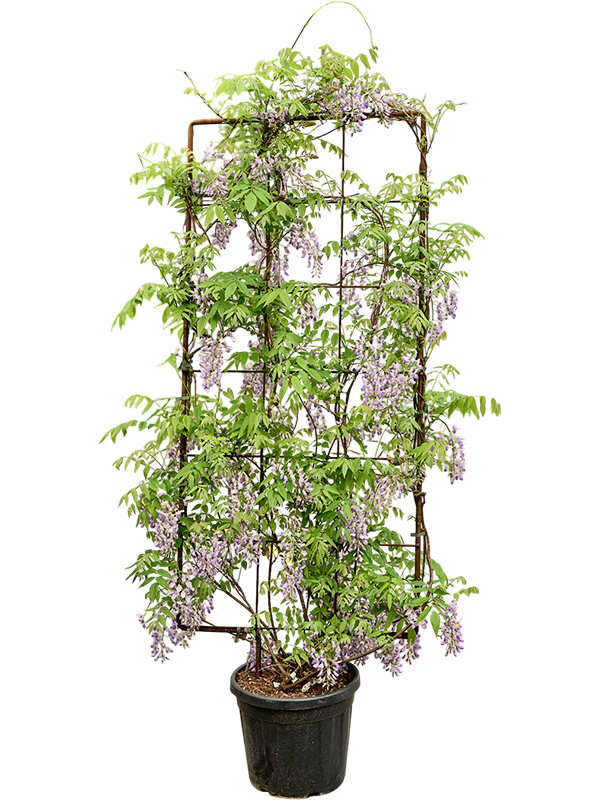 Glycine Wisteria sinensis ( treille )