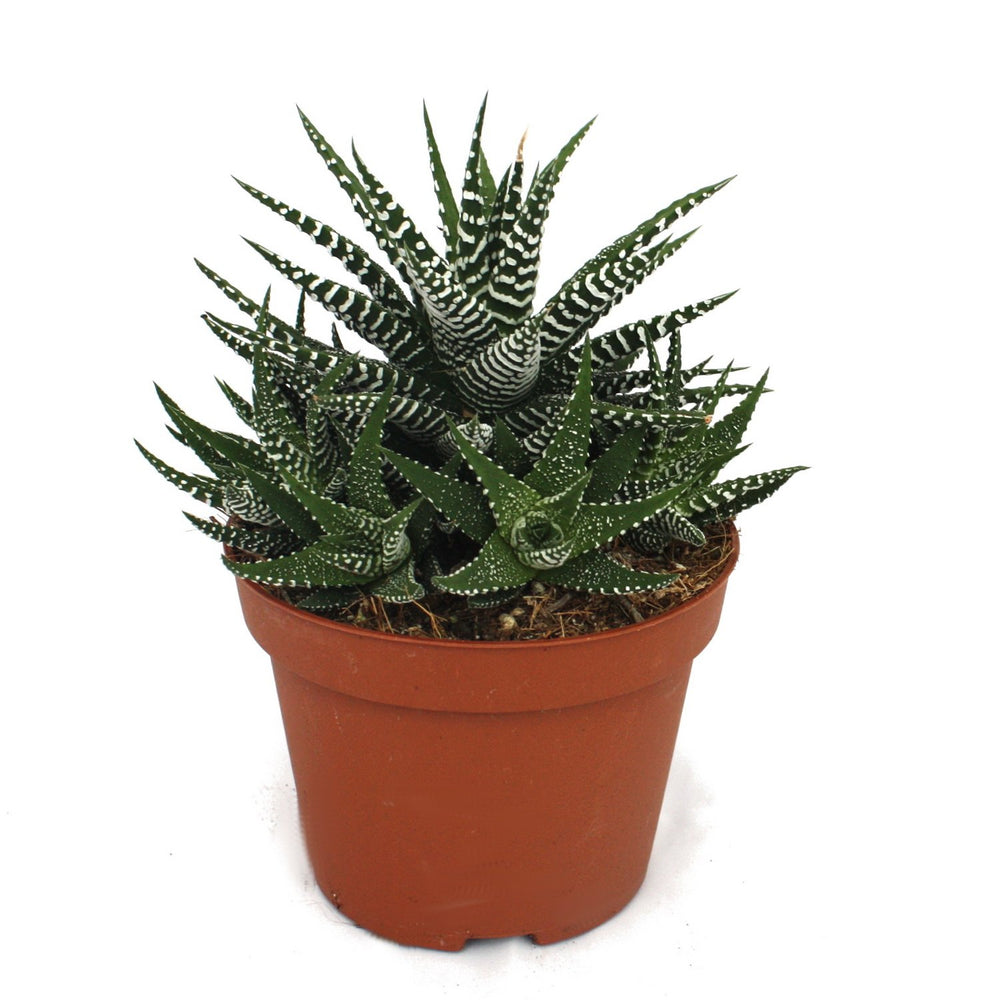 Haworthia fasciata Big Band