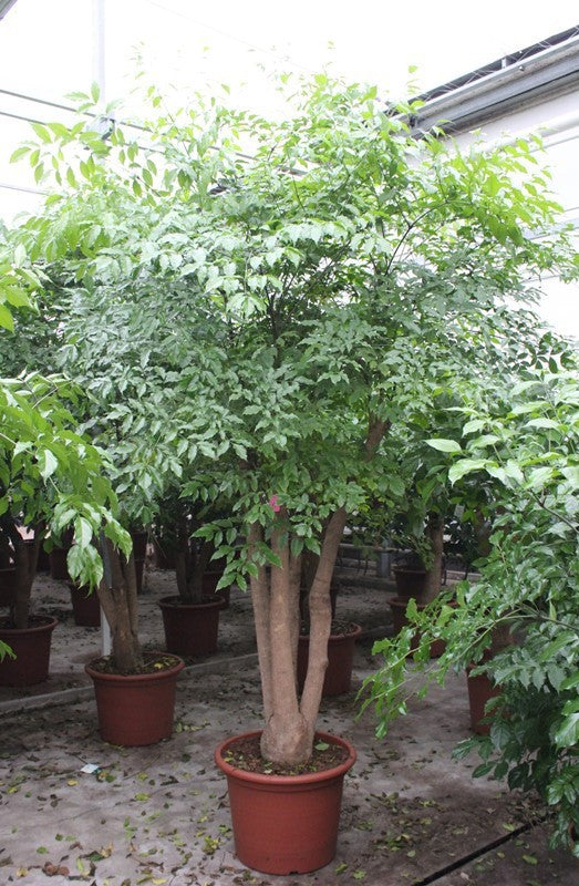 
                  
                    Heteropanax chinensis
                  
                