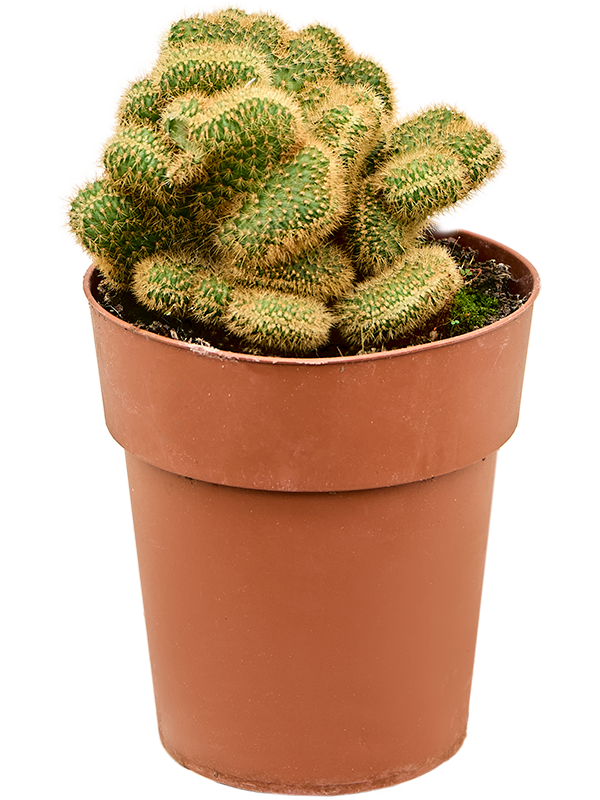 Hildewintera aureispina Cristata