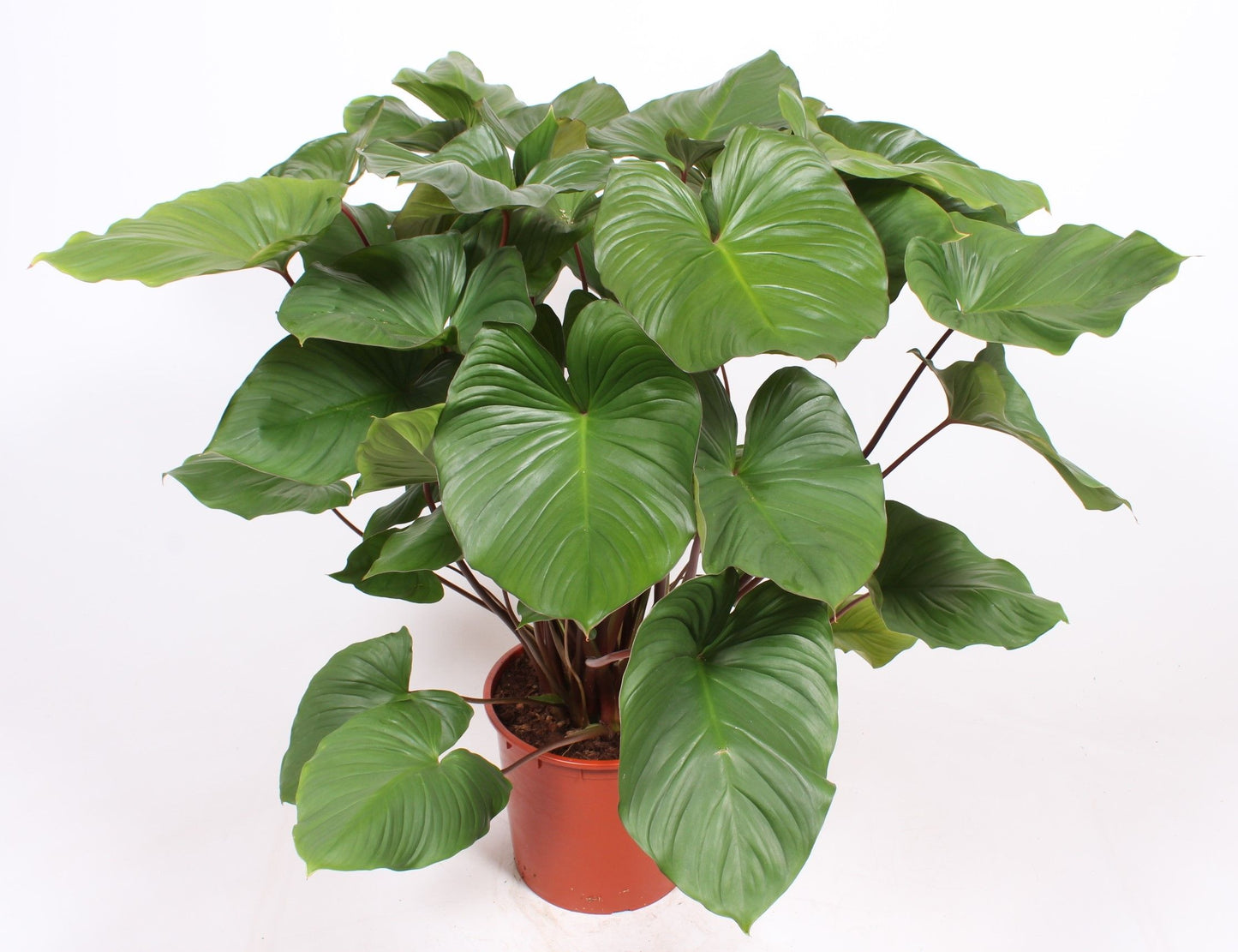 
                  
                    Homalomena rubescens Maggy
                  
                
