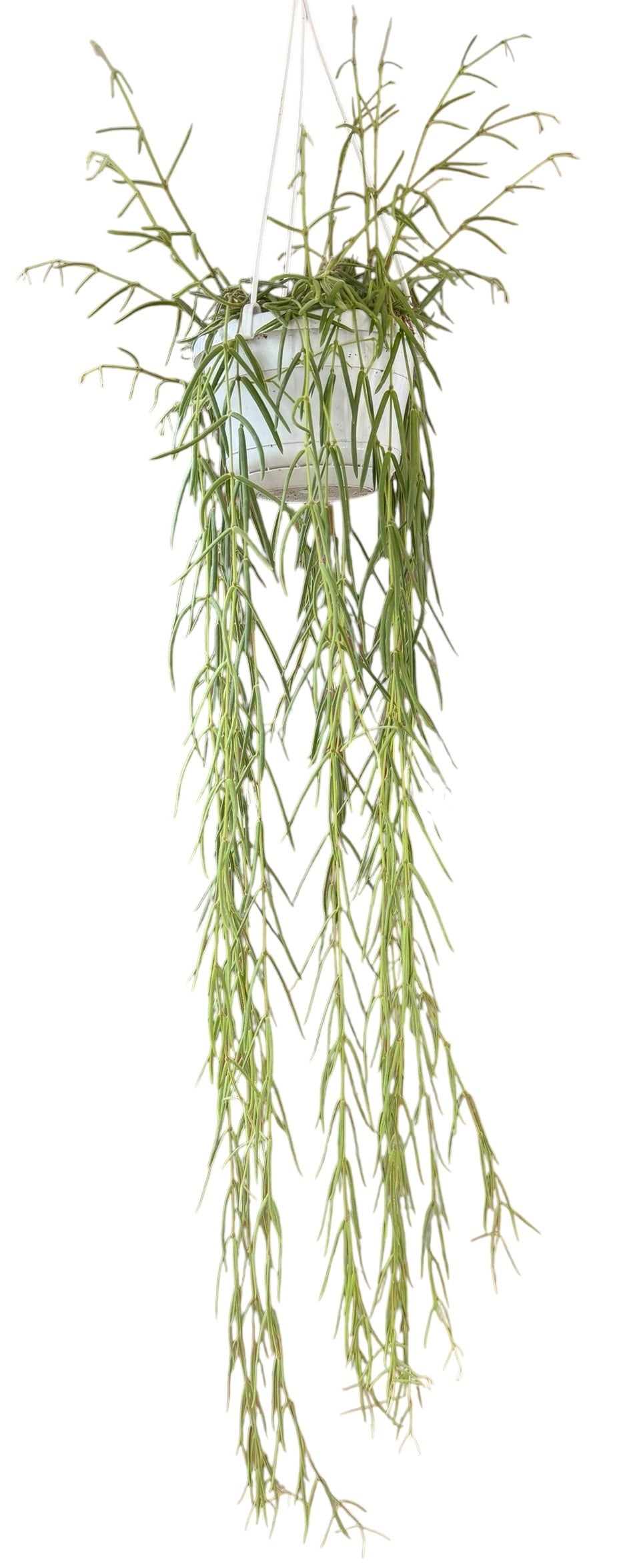 
                  
                    Hoya Linearis
                  
                