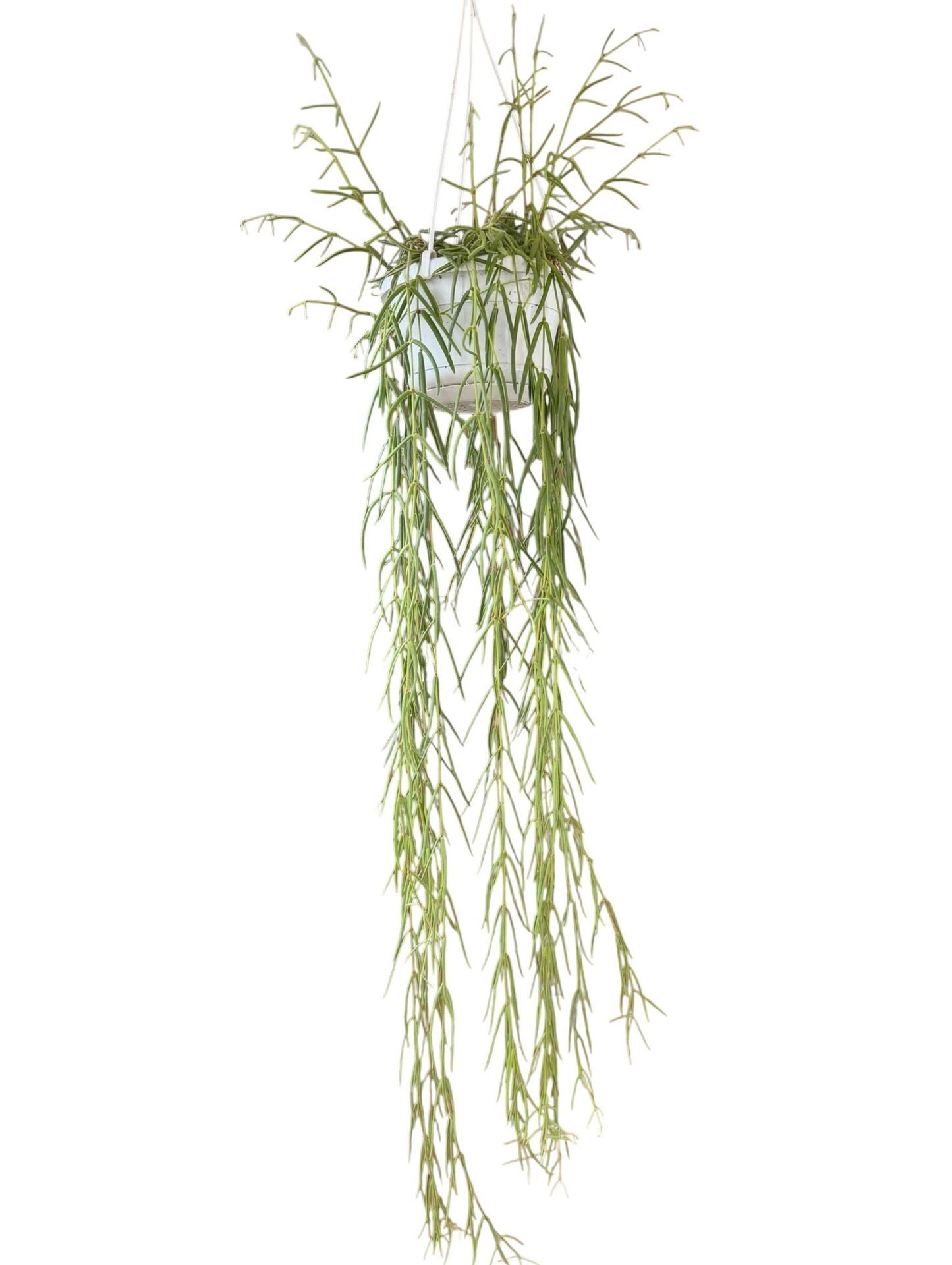 
                  
                    Hoya Linearis
                  
                