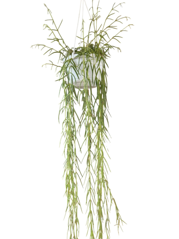 
                  
                    Hoya Linearis
                  
                