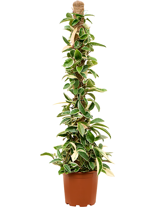 Hoya carnosa Krimson Queen