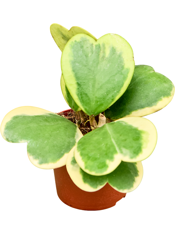 Hoya kerrii Variegata