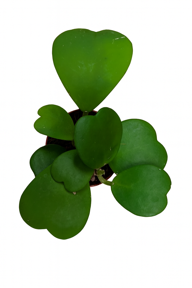 
                  
                    Hoya Kerrii
                  
                