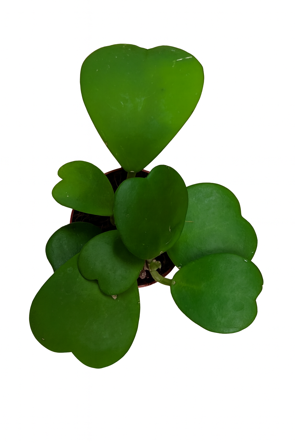 
                  
                    Hoya Kerrii
                  
                