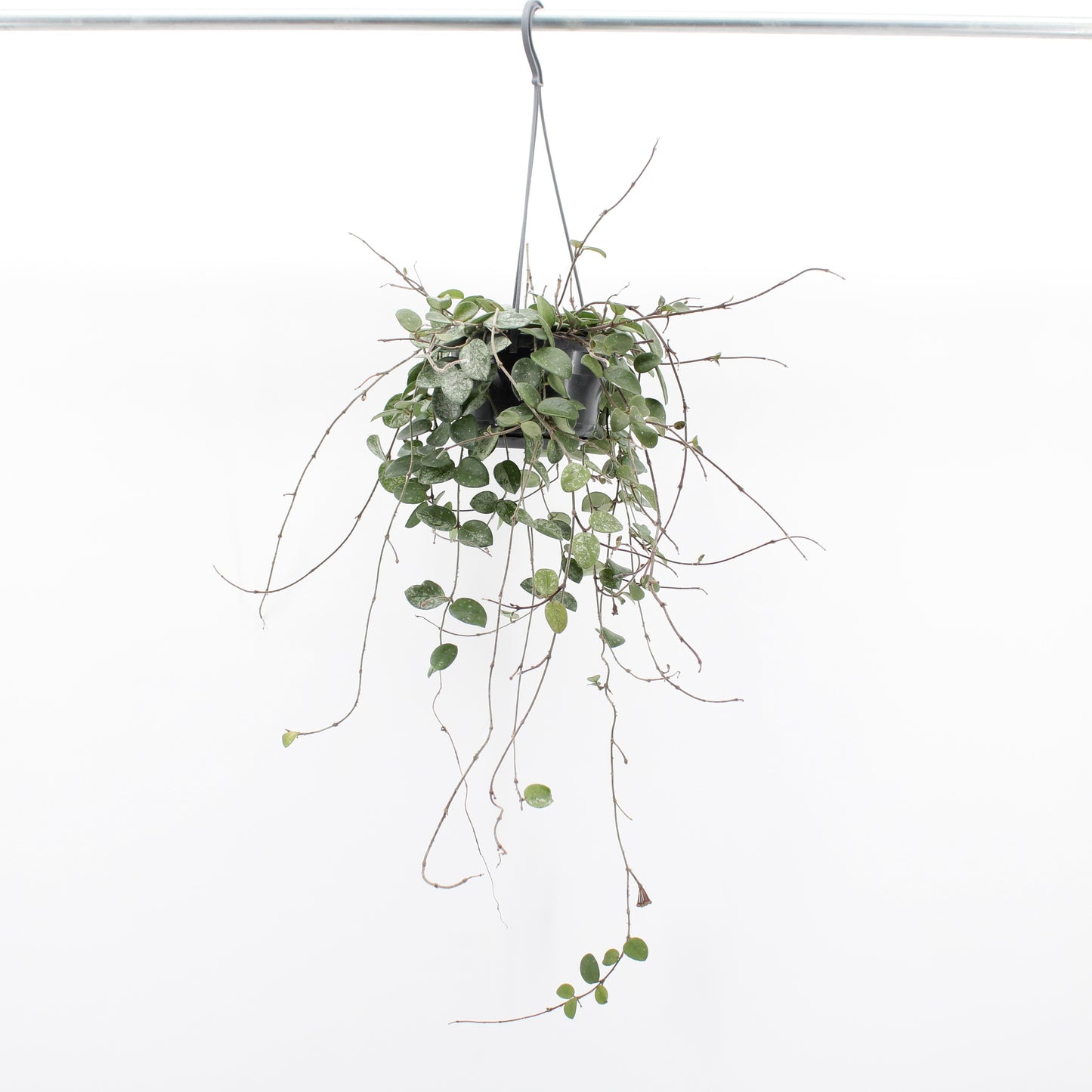 
                  
                    Hoya Mathilde Splash
                  
                