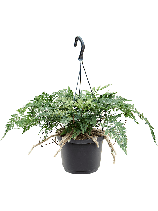 
                  
                    Humata tyermannii
                  
                