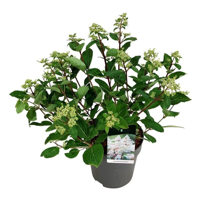 
                  
                    Hydrangea paniculata Early Harry.
                  
                