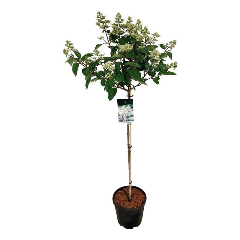 Hydrangea paniculata Early Harry.