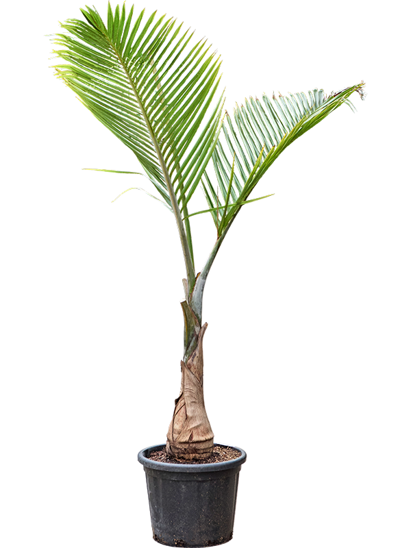 
                  
                    Hyophorbe lagenicaulis
                  
                