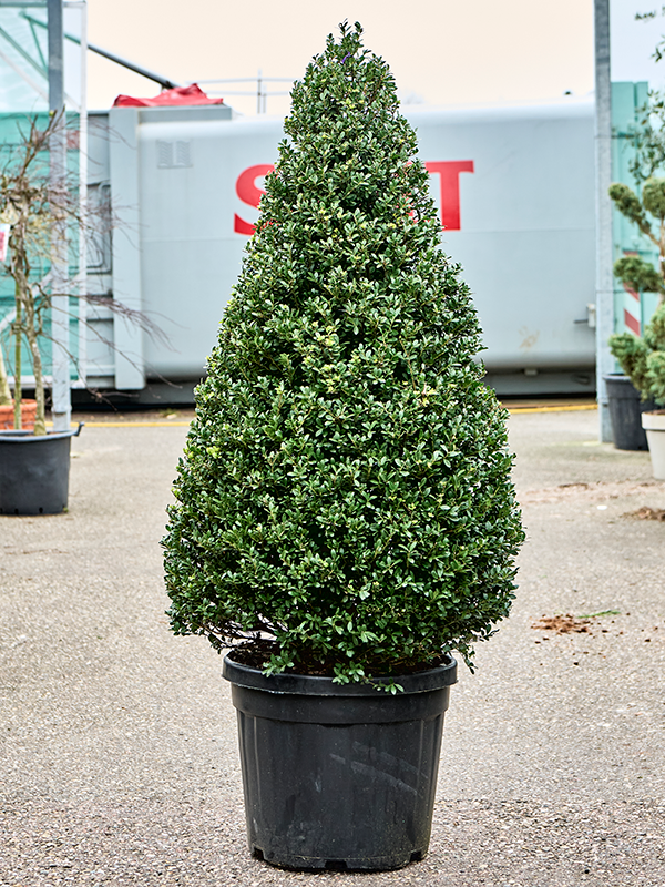 
                  
                    Ilex crenata Dark Green
                  
                
