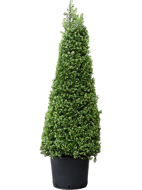 
                  
                    Ilex crenata Dark Green
                  
                