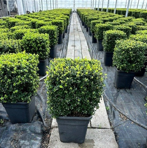 
                  
                    Ilex crenata Dark Green cube
                  
                