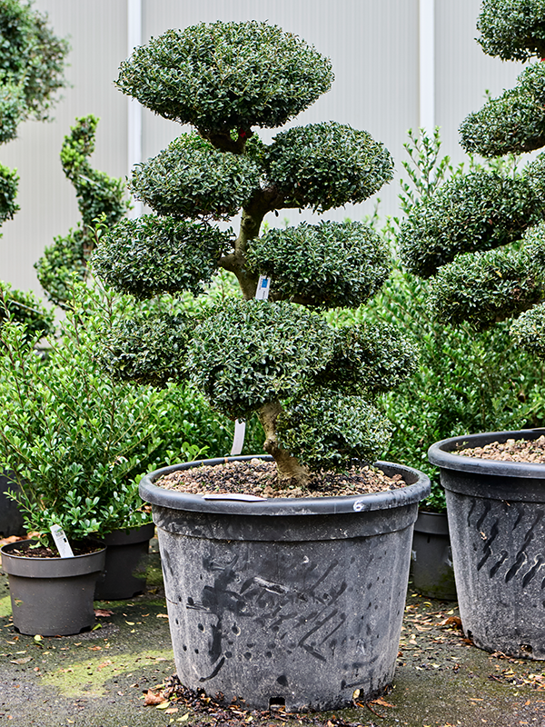 
                  
                    Ilex crenata 'Kinme'
                  
                