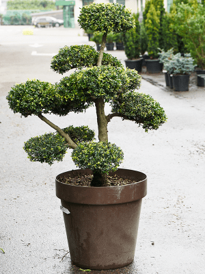 Ilex crenata 'Kinme'