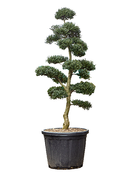Ilex crenata 'Kinme'